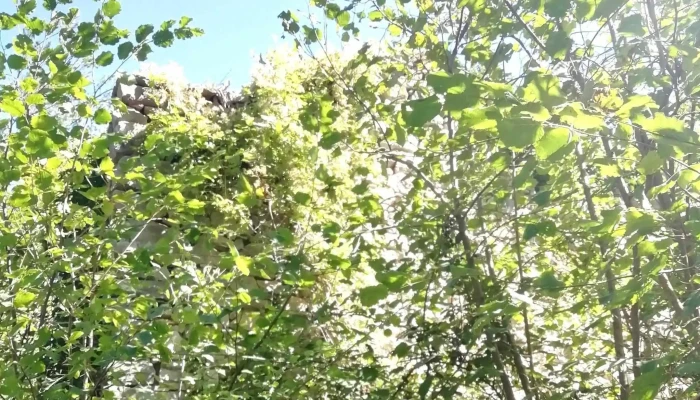 Capella De Santa Maria De Vidabona Ruines Videos - Sant Martí D'ogassa